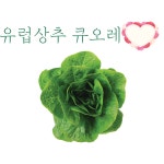 큐오레 상추 100립 26년 유럽상추 씨앗 로메인 타입 종자 : 씨앗하우스