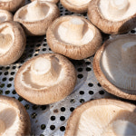 [버섯놀이터] 변산 국내산 건조통표고버섯100g : 버섯놀이터 변산농장