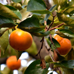 충북농원 왕추 감나무 묘목 - 접목묘 : 충북농원