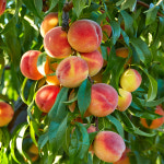 충북농원 그린황도 황도 복숭아나무 묘목 - 접목묘 : 충북농원