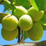 [충북농원] 슈퍼청매실 매실나무 묘목 - 1년생/접목묘 : 충북농원