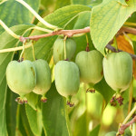 충북농원 일세다래 다래나무 묘목 - 지주 분묘 : 충북농원