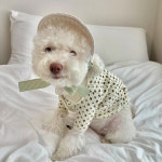 르쁘띠숑 슈슈 리본 썬캡 2colors 강아지모자 캡모자 : 르쁘띠숑