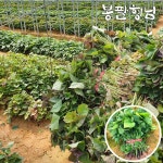 밤고구마모종 1kg 고구마순 : 봉팔형님