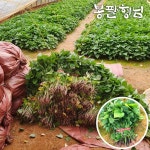 밤고구마모종 5kg 고구마줄기 : 봉팔형님