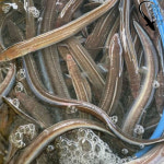 통영 자연산 바다장어 1kg 대장어 붕장어 아나고 (손질후 750G내외) 국내산 : 생선마켓