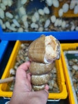 바른밀면&바른수산 포항흥해점 | 포항 백골뱅이 1kg 당일조업 생물 골뱅이 백고동 생골뱅이 냉동 제철 : 포항 바른수산