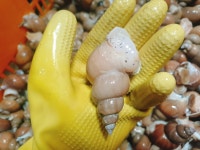 바른밀면&바른수산 포항흥해점 | 포항 백골뱅이 1kg 당일조업 생물 골뱅이 백고동 생골뱅이 냉동 제철 : 포항 바른수산