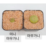 마우가니 코노피튬 반려식물 다육 희귀 리톱스 선인장 칼큘러스 화분 : 로나가든