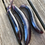 품종 진주 장가지 가지 야채 채소 종자 씨앗 1000립 : 매일마트