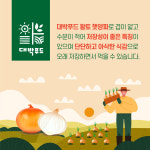 무안 26년 첫수확 조생 햇양파 2kg 3kg 5kg 10kg 국내산 산지직송 : 대박푸드1