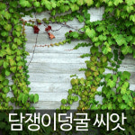 담쟁이 씨앗 담쟁이 덩굴 종자 담쟁이씨 넝쿨 100알 : 가람원