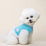 펫파파 기능성 냉감특허 쿨링 크롭티 네온 : 제라미펫