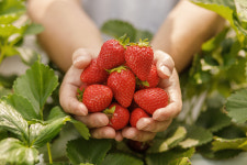 [딸기청]1kg 카페 수제 딸기청 원산지 국산(보성군) : 보성싱싱농원