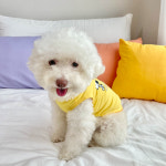 르쁘띠숑 패리스독 피너츠 큐티 피콧 티셔츠 2colors 강아지나시 여름옷 : 르쁘띠숑