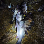 해룡 라이저베이트 농어 배스 미노우 루어낚시 8컬러 : 해룡피싱