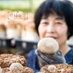 친환경 무농약 참나무배지 건표고버섯 200g 5ea : 부여만나농장