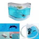 개미집 개미키우기 과학 관찰학습 곤충 생물 초등학생 자연관찰 유치원 홈스쿨 곤충채집 : 쇼핑퀸Q