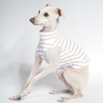 [Clearance] 막스플레이 브레통 스트라이프셔츠 화이트 이탈리안그레이하운드 아이쥐옷 : MARX PLAY