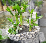 연화죽 수경재배 수생식물 수반장식소품 공기정화식물 : 꼬모가든