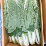 [의정부시 배달] 연하고 맛있는 얼갈이배추 400g [의정부 제일상회] : 동네시장 장보기
