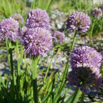 두메부추 50포기(일반종,산채용,임산물용) : 성실농부