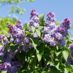 충북농원 라일락 (수수꽃다리) 나무 묘목 - H1.0 분묘 : 충북농원