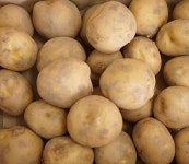 국내산 제철 햇 수미감자 3 kg 5 kg 대+특 혼합구성 가정용 요리용 : 단양마늘전문 오종만농장