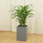 대성식물 개업화분 사무실 식당 카페 병원 전국꽃배달서비스 : 대성식물