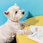 뽀뽀제과 강아지 수제간식 강아지 황태 바삭한 북어25g : 뽀뽀제과 BBOBBO