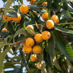 충북농원 비파나무 묘목 - 포트묘 : 충북농원