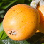 충북농원 비파나무 묘목 - 포트묘 : 충북농원