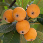 충북농원 비파나무 묘목 - 포트묘 : 충북농원