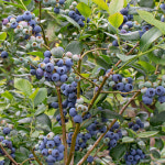 [충북농원] 챈들러 블루베리나무 묘목 - 3~4년생/포트묘 : 충북농원