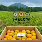 (산지직송)제주 서귀포 고당도 하우스감귤 밀감 3kg, 5kg : 새코미감귤농장