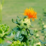 홍화 꽃씨 식물 씨앗 종자 학교 화단 정원 조경 100립 : 썬디컴퍼니