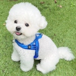 강아지 하네스 앞섬방지 앞고리 가슴줄 XXS 소형견 : 멍템