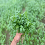 포천 고수나물 500G,1KG 매일수확향신료 : 청년 농장