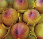 주월황도 복숭아 묘목 : 그린농원스마트팜