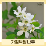 가침박달 키1.5m 나무 묘목 (1주) 다승농원 : 다승 농원