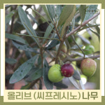 올리브(씨프레시노) 키60cm내외 나무 묘목 (1주) 다승농원 : 다승 농원