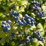 [충북농원] M7 블루베리나무 묘목 - 2년생 포트묘 : 충북농원