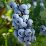 충북농원 M7 블루베리나무 묘목 - 포트묘 : 충북농원