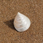 구피 베타 어항 거북이 용품 장식 꾸미기 바닥재 수족관 키우기 30큐브 미니 소라 : 이백프로200