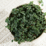 갑조네 타라 블루체인 필레아글라우카 실내 공기정화식물 키우기 쉬운 식물 실내화초 덩굴 : 갑조네