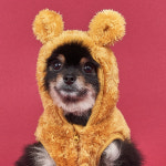 강아지 양털포켓 후리스 S 애견 고양이 개타고니아 : 도그아이