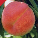 복숭아나무 복숭아묘목 2년생 : 나무연합