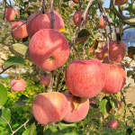 [은혜사과농장] 부사 사과 5kg(23-25과, 20-22과, 18-19과, 16-17과) : 음성장터