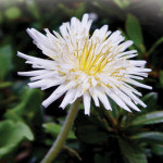 다농 흰민들레 씨앗 100립 하얀 민들레 꽃씨 약초 종자 : 양동씨앗마켓