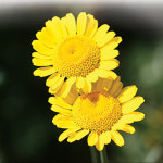 다농 골든케모마일 씨앗 1g 카모마일 캐모마일 꽃씨 허브 종자 : 양동씨앗마켓